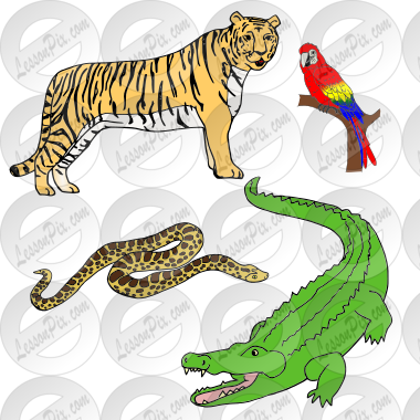 Jungle Animals