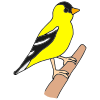 Goldfinch Picture