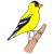 bird