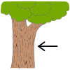 Tree Bark