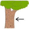 Trees+have+bark.%0D%0ALos+arboles+tienen+una+corteza. Picture