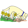 dog digging a hole