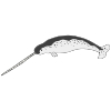 Narwhal
Narwhal are often called the unicorns of the sea.