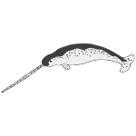 Narwhal Picture