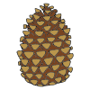 pine cone