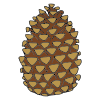 pinecone Picture