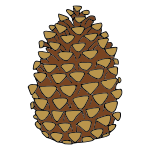 Pine Cone Picture