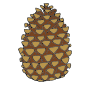 Pine Cone Picture