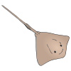 Sting Ray