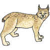 lince Picture