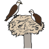 An Osprey bird lives in the swamp.