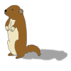 Groundhogs are medium-sized rodents with robust bodies, short legs, and a bushy tail.  Picture