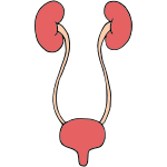 Urinary Tract Picture