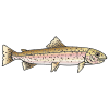 salmon Picture