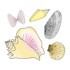 I+can+find+seashells. Picture