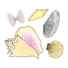 Where do you find shells?