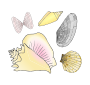 Shells Picture