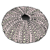 Sea urchin