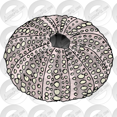 Sea Urchin