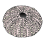 Sea Urchin