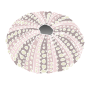 Sea Urchin