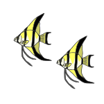Two Angelfish Picture