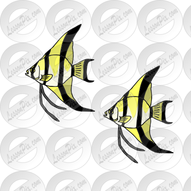 Two Angelfish