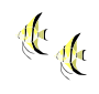 Two Angelfish