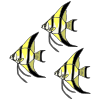 Three+Angelfish Picture