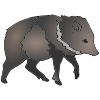 boar