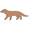 Mongoose Picture