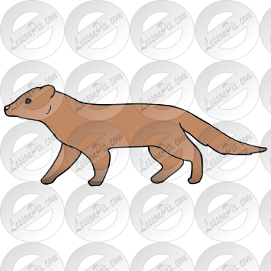 Mongoose Picture