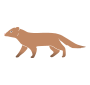 Mongoose
