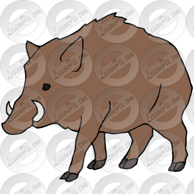 Wild Boar