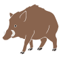 Wild Boar