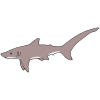 Thresher Shark Picture