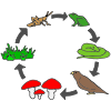 Food Chain Picture