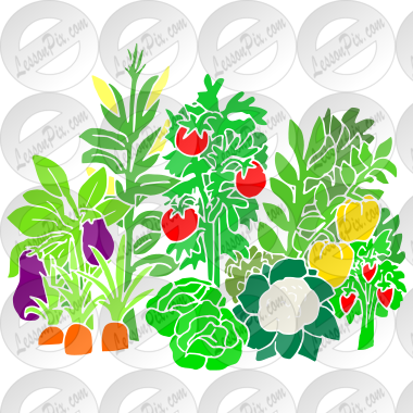 Vegetable Garden