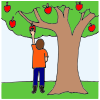 Picking Apples