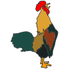 Rooster