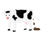 Cow Poop