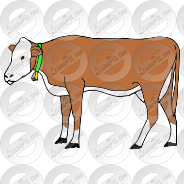 Cow
