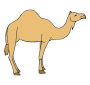 Camel Picture