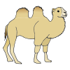 Grumpy+Camel Picture