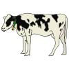 The+cow+sneezed. Picture