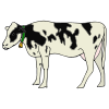 ask a cow