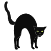 Black+Cat Picture