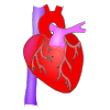 aorta+another+word+for+heart Picture