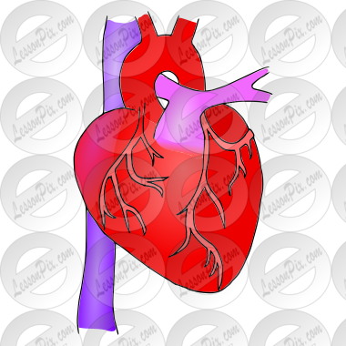 Human Heart Picture for Classroom / Therapy Use - Great Human Heart Clipart
