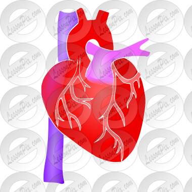 anatomical heart stencil